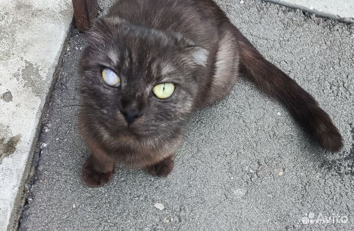 Кошка ищет дом