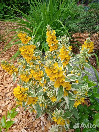 Вербейник Александр