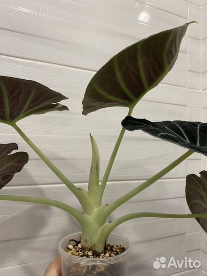 Алоказия блэк вельвет
