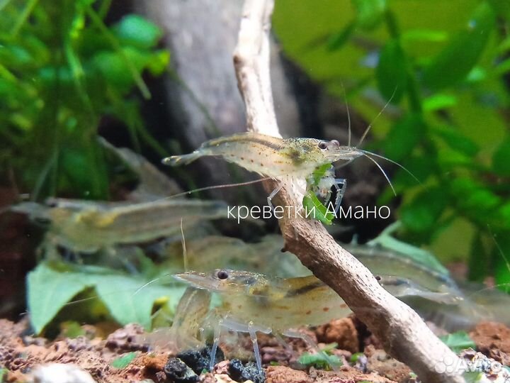 Креветки Амано (Caridina multidentata)
