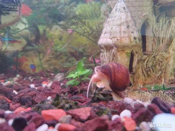 Аквариумистиа