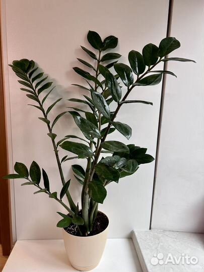 Замиокулькас комнатное растение долларовое дерево