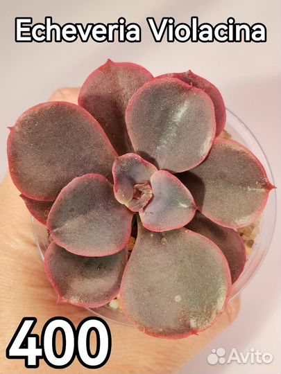 Суккуленты