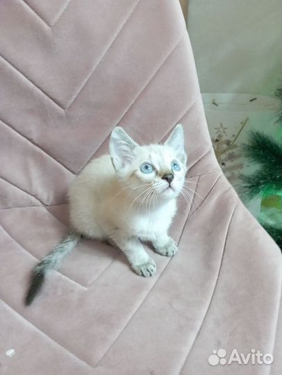 Канадский сфинкс котенок браш