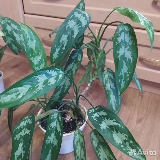 Кротон, муррая и другие