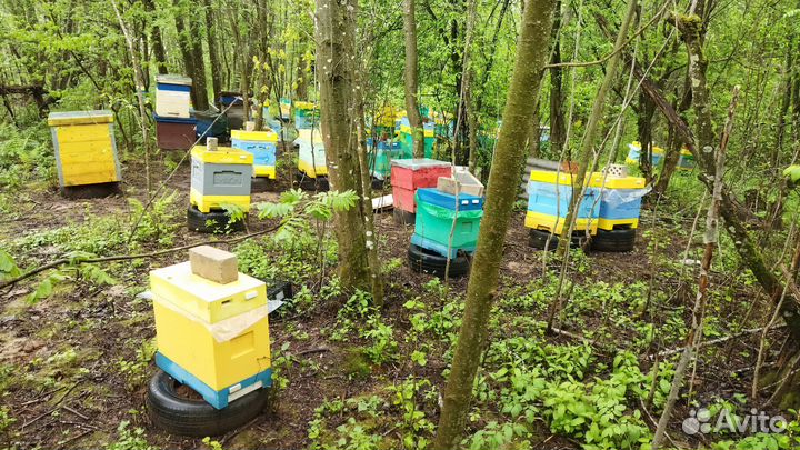 Рамки с пчелиным расплодом