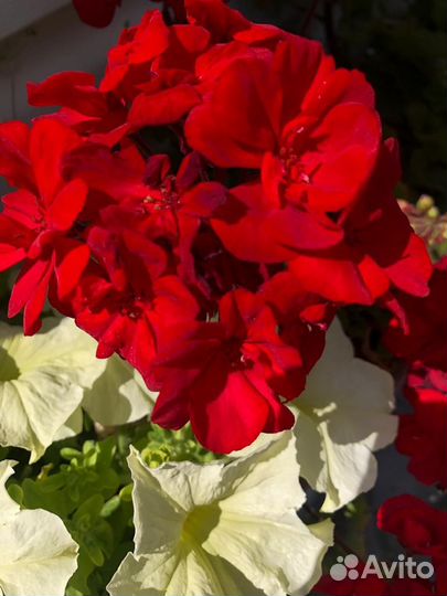 Герань пеларгония