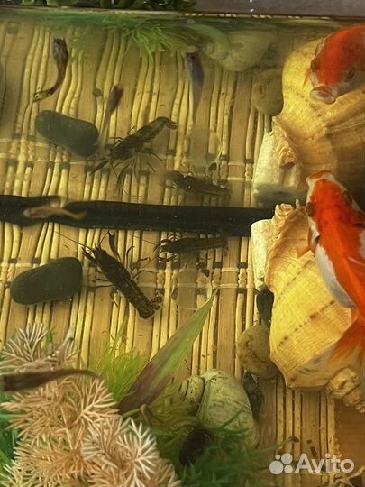 Мраморный рак