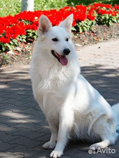 Белая швейцарская овчарка. Щенки