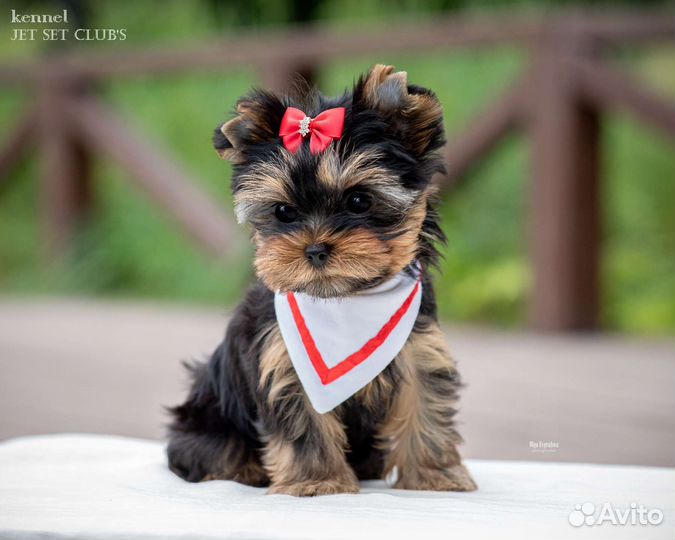 Мини - девочка настоящего йоркширского терьера