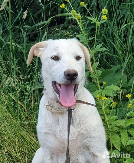 Метис лабрадора 3.5 месяца бесплатно
