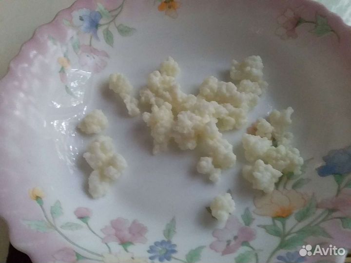 Кефирный грибок