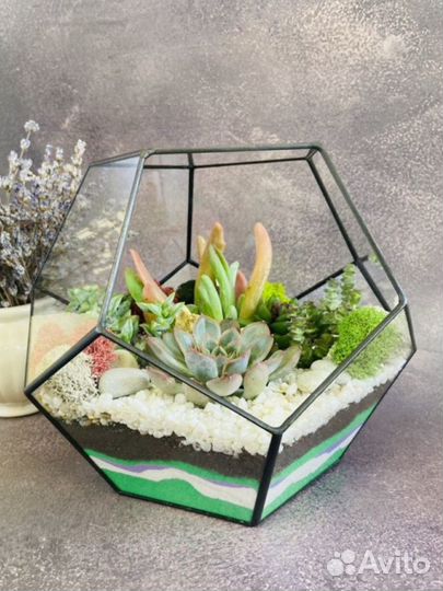 Флорариум с живыми растениями. Подарок. Растения