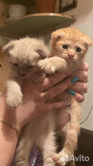 Котята в добрые руки даром бесплатно