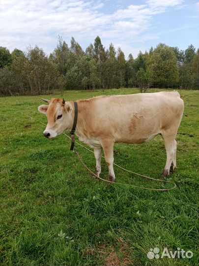 Нетель джерси-швид мини. Жеребёнок отъем свинки