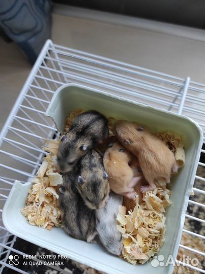 Джунгарский хомяк