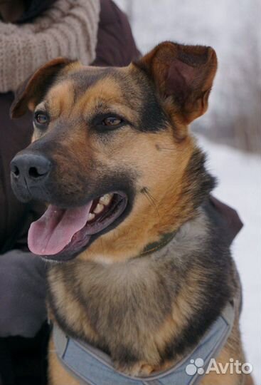 Собака в добрые руки