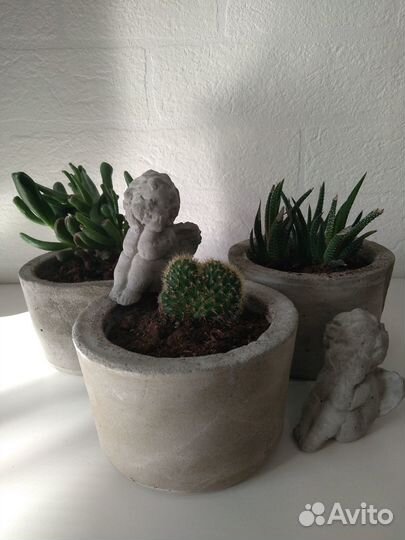 Суккуленты # Комнатные растения #Подарки