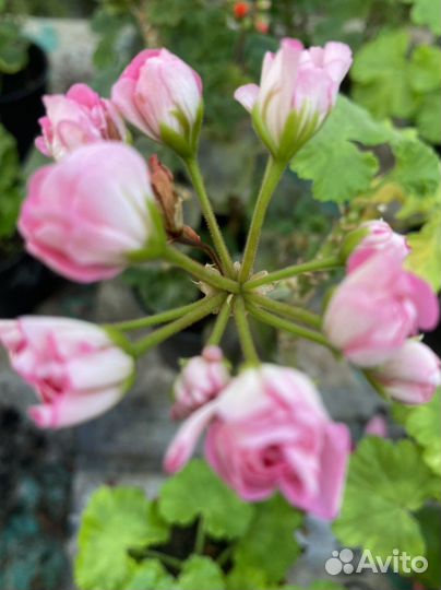 Пеларгония герань