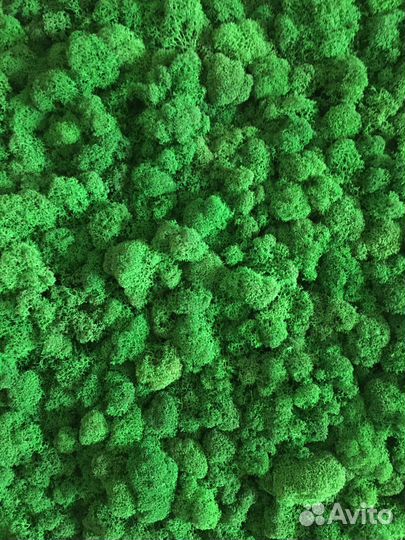 Стабилизированный мох мелкий