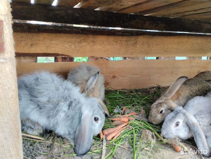 Кролики мясных пород