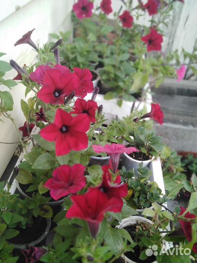 Петуния тайдал