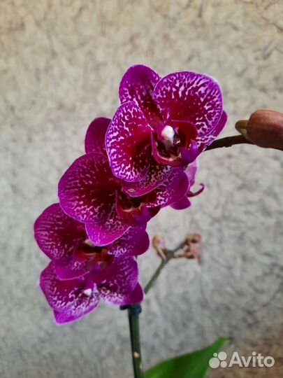 Орхидея фаленопсис