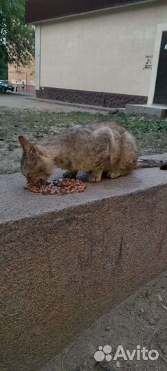 Кот в добрые ручки