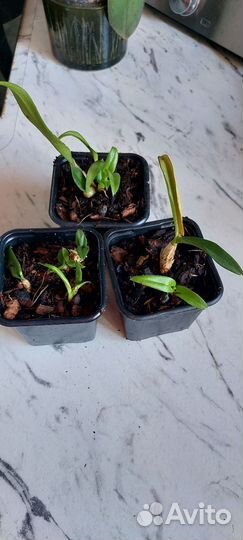 Дендробиум детки отдам