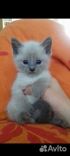 Тайские котята