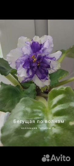 Фиалка свежесрезанный лист