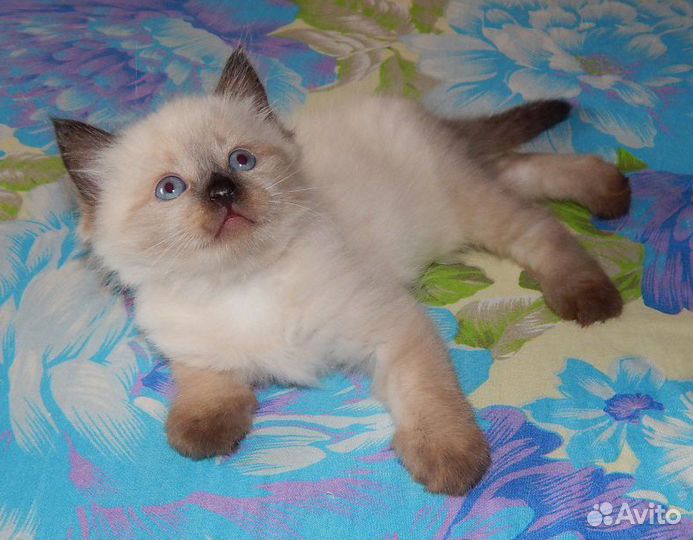 Невские маскарадные малыши