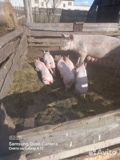 Поросята