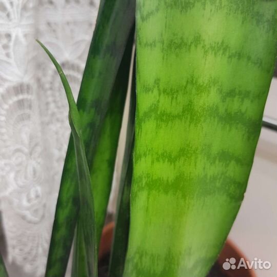 Сансевиерия сортовая