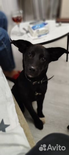 Щенок в добрые руки