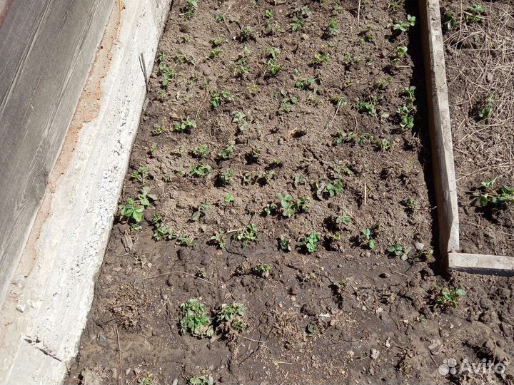 Рассада клубники