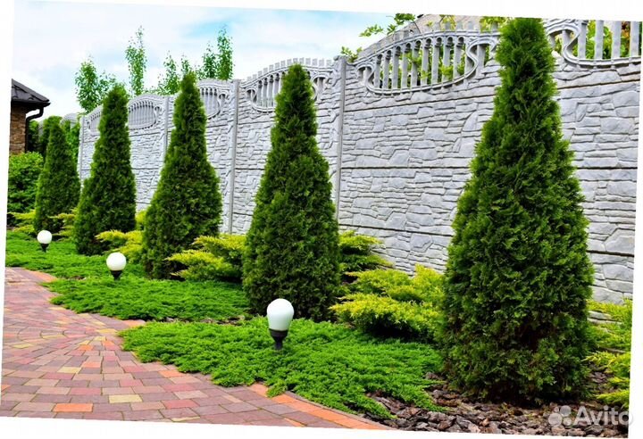 Туи вип класса