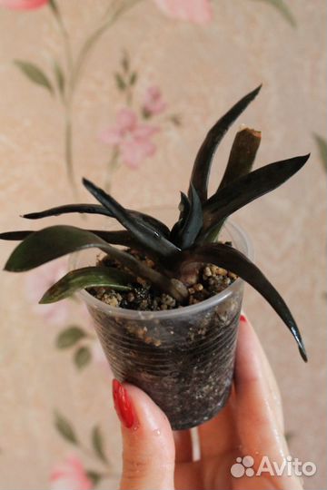 Комнатные цветы, домашние растения