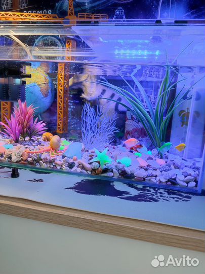 Аквариум с рыбками и улитками