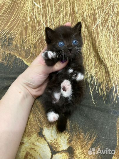 Котёнок мальчик