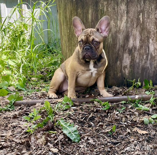 Французский бульдог