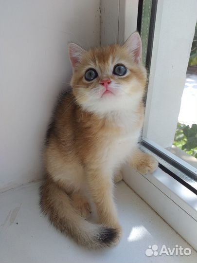 Шотландские девочки ny11