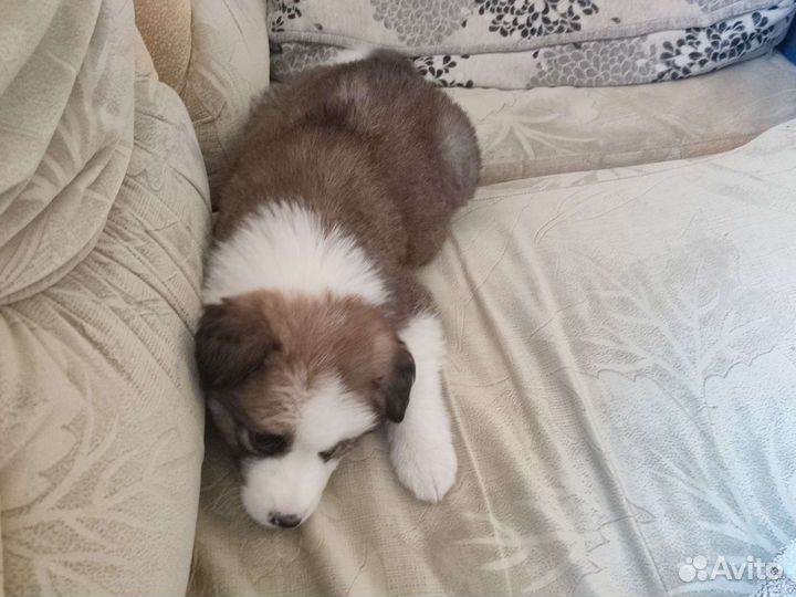 Маленькая собака в добрые руки