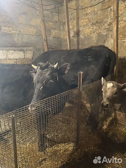Продам телок