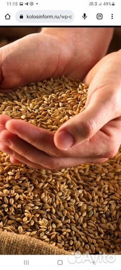 Зерно корма