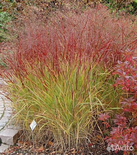 Просо прутьевидное 