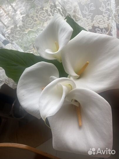 Цветы каллы