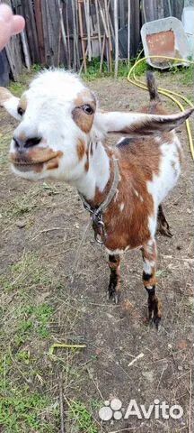 Козы разные