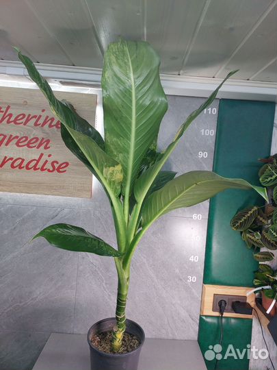 Диффенбахия