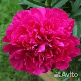 Корни пионов, ирисы, лилии, флоксы, цветы